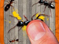 Insect Tap Clicker Game